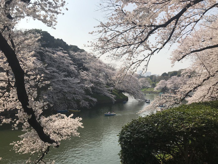 SAKURA-Cherry Blossom Forecast to push back, Tokyo to be March 24th