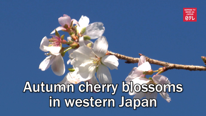 Autumn cherry blossoms in western Japan