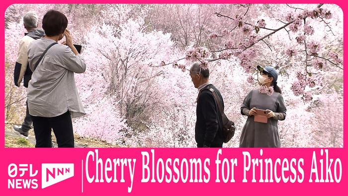 Visitors flock to see Fukushima's cherry blossoms planted for Princess Aiko