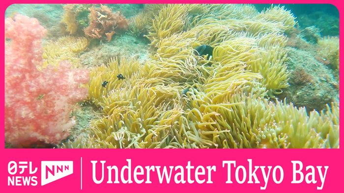 UNDERWATER COVER- Tokyo Bay affected by Global Warming