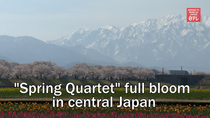 "Spring Quartet" full bloom in central Japan