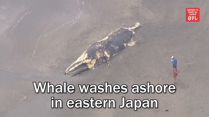 Whale washes ashore in eastern Japan