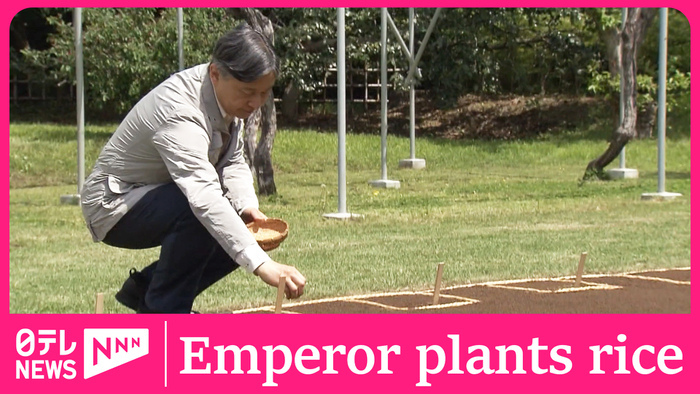 Emperor Naruhito does annual rice planting at palace 