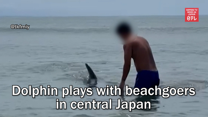 Dolphin plays with beachgoers in central Japan