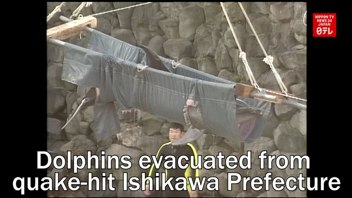 Dolphins evacuated from quake-hit Ishikawa Prefecture   