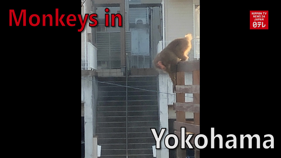 Monkeys run wild in Yokohama