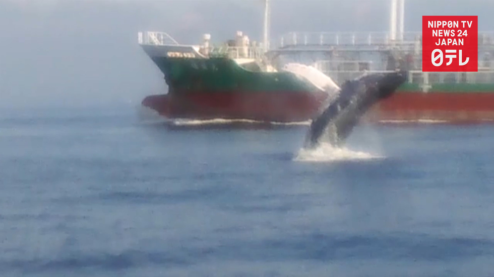 Whale sighted in Tokyo Bay