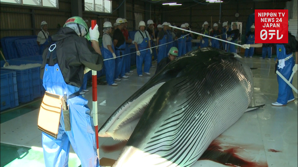 Japan to restart commercial whaling next July