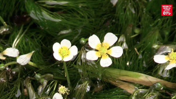 Seasonal water flowers offer respite from summer heat