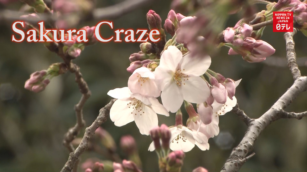 Sakura craze starts in Tokyo