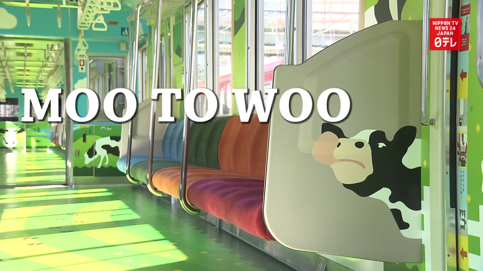 Moo-moo train to woo tourists