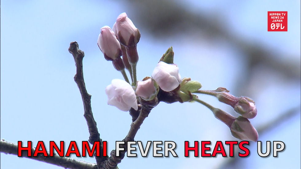 Cherry-blossom fever heats up