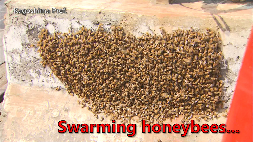 Swarming honeybees at tram stop