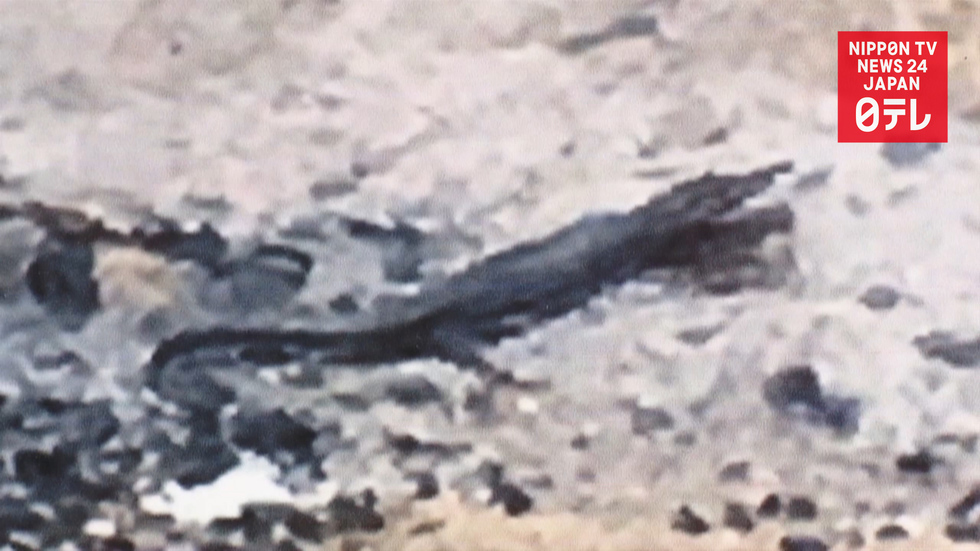 Alligator-like creature spotted in Fukuoka