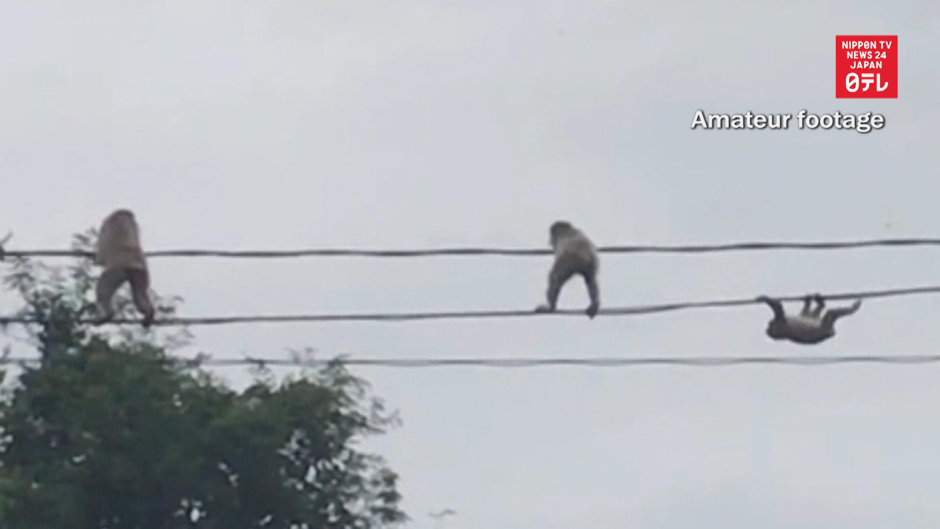 Monkey high-wire act