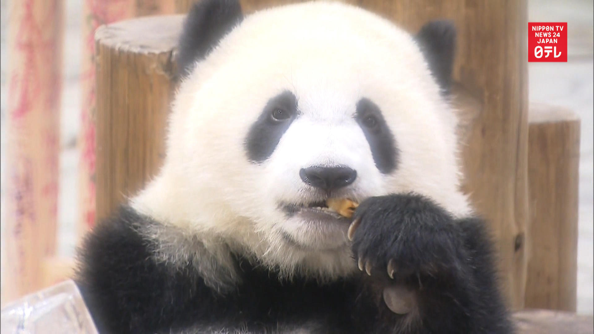 Giant panda Saihin turns 1