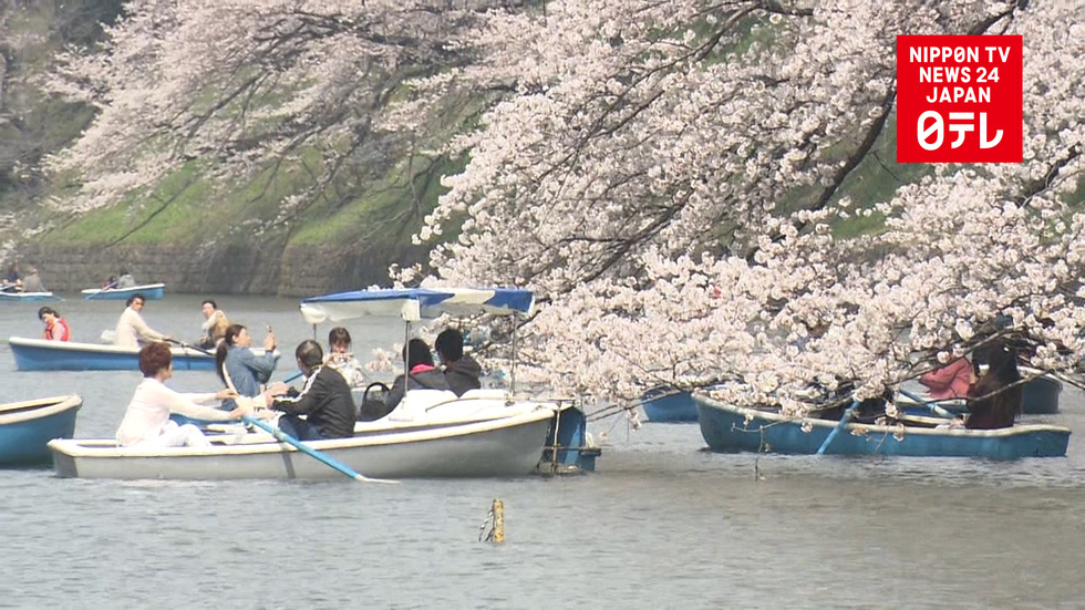 Blossom bliss hits Tokyo
