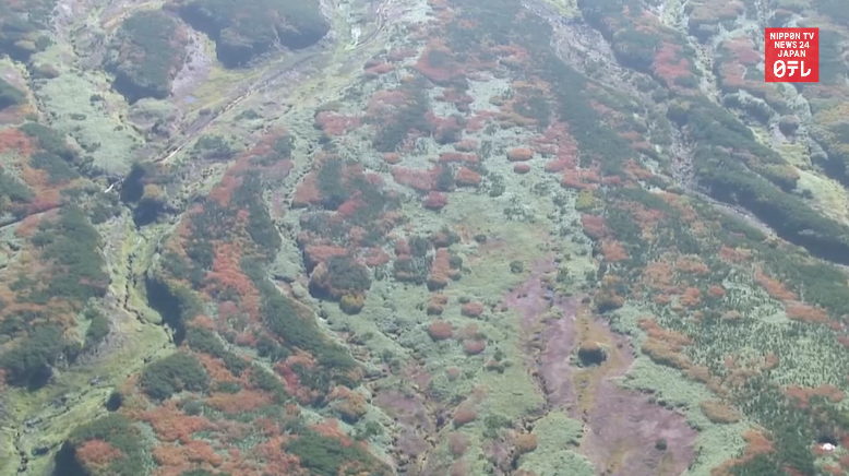 Autumn foliage arrives in Taisetsu range 