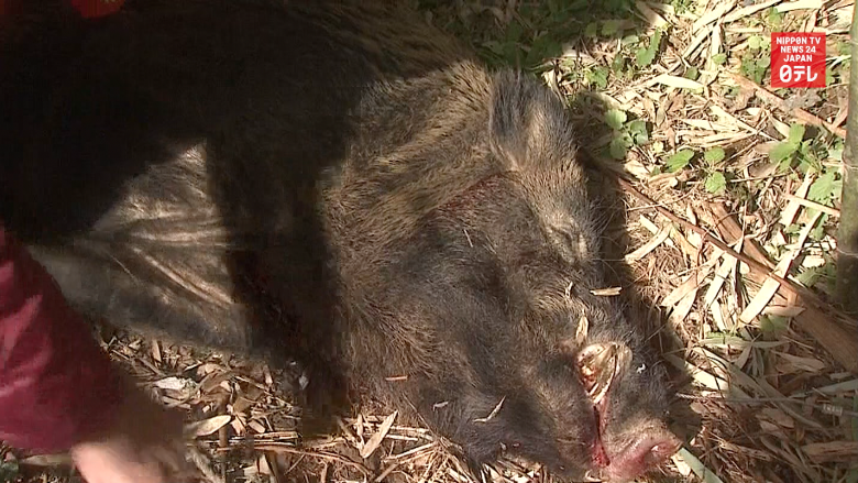 'Killer boar' taken down