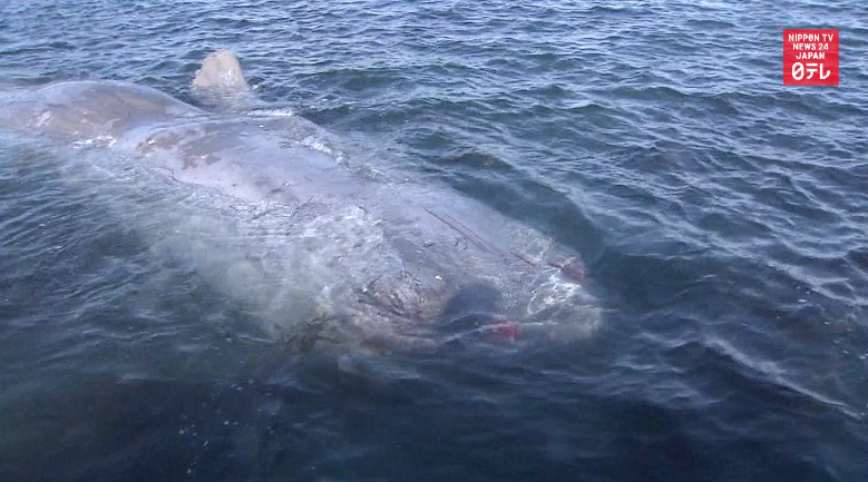 Locals rescue stranded sperm whale