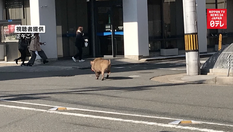 Wild boar invades Kyoto  