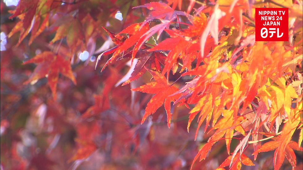 Kyoto temple reveals autumn glory 