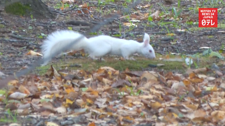 White squirrel on campus 