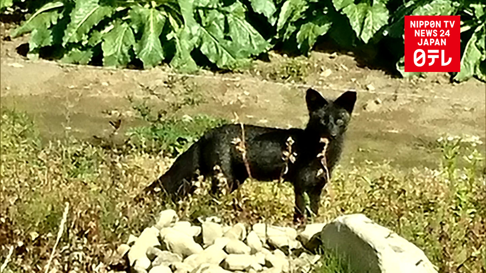 Black fox caught on film