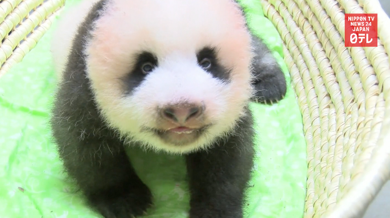 Panda cub growing leaps and bounds 