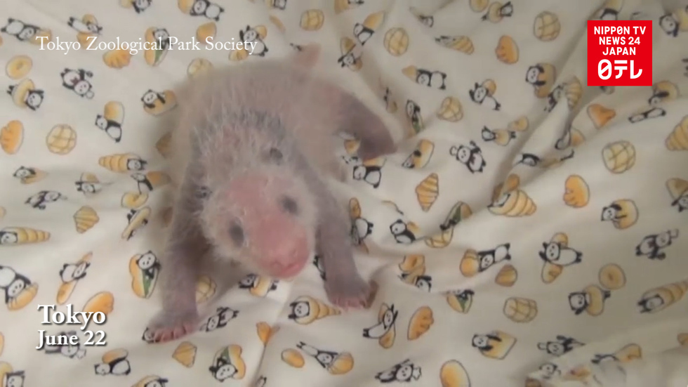 Newborn panda cub is female