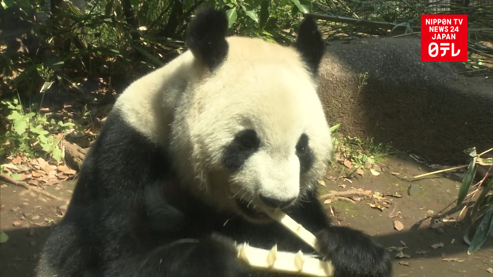 Giant panda shows signs of pregnancy