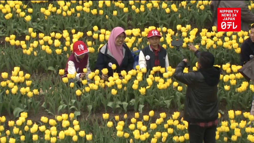 3 million tulips adorn festival