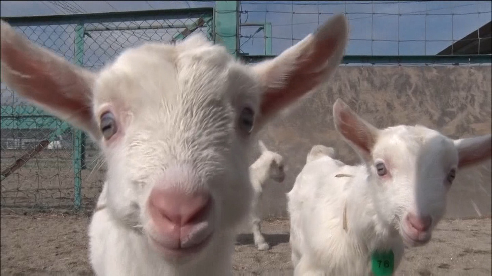 Baby goats frolic on a farm