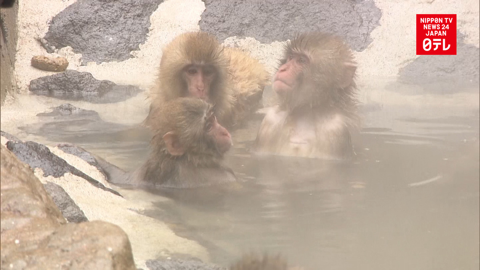 Monkeys enjoy special treat at zoo in western Japan