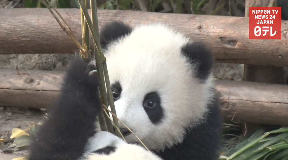 Japan seeks more Chinese pandas  