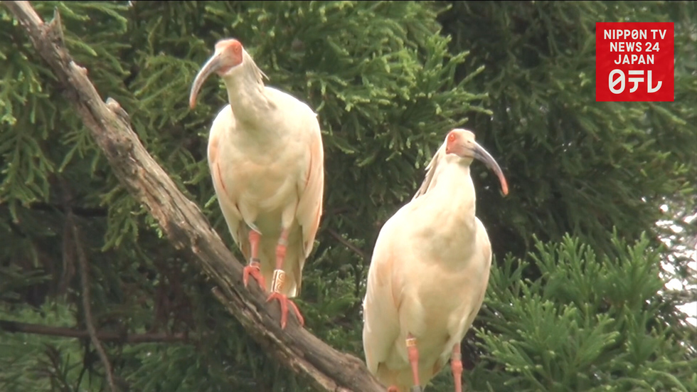 10 years since release of crested ibises into wild