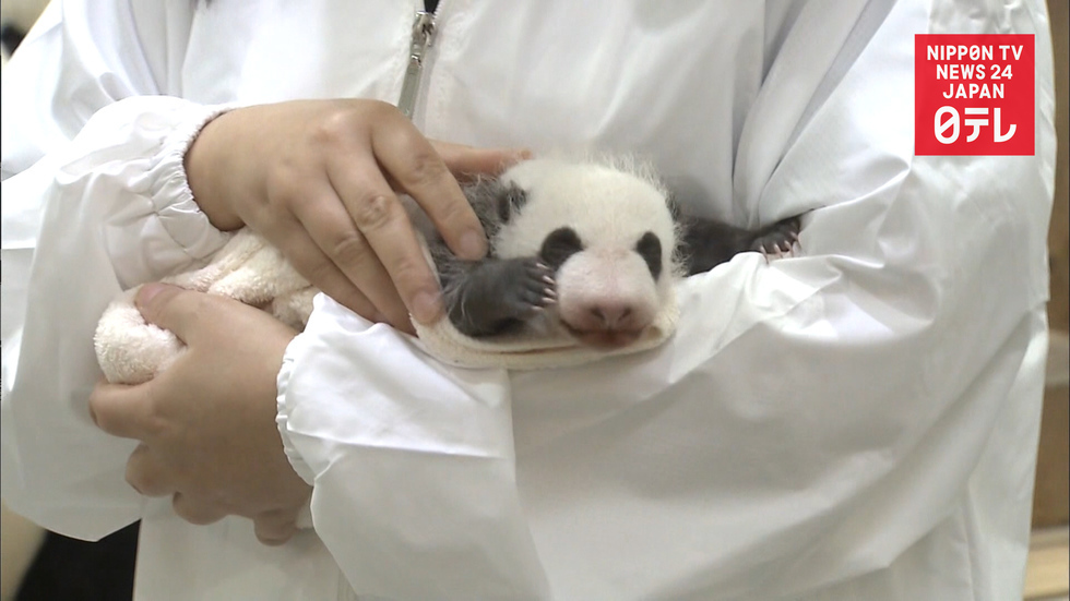 Panda cub grabs hearts