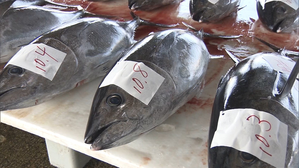 Japan wants to catch more tuna