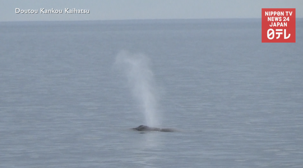 Endangered right whale sighted off Hokkaido