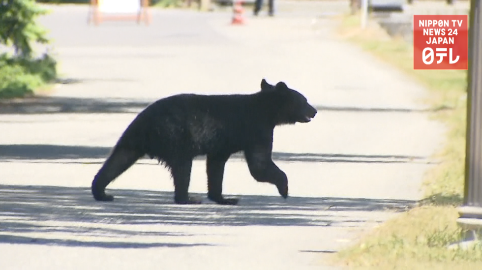 Bear capture caught on video 