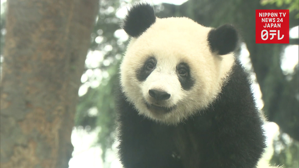 Giant panda Shan Shan turns 1