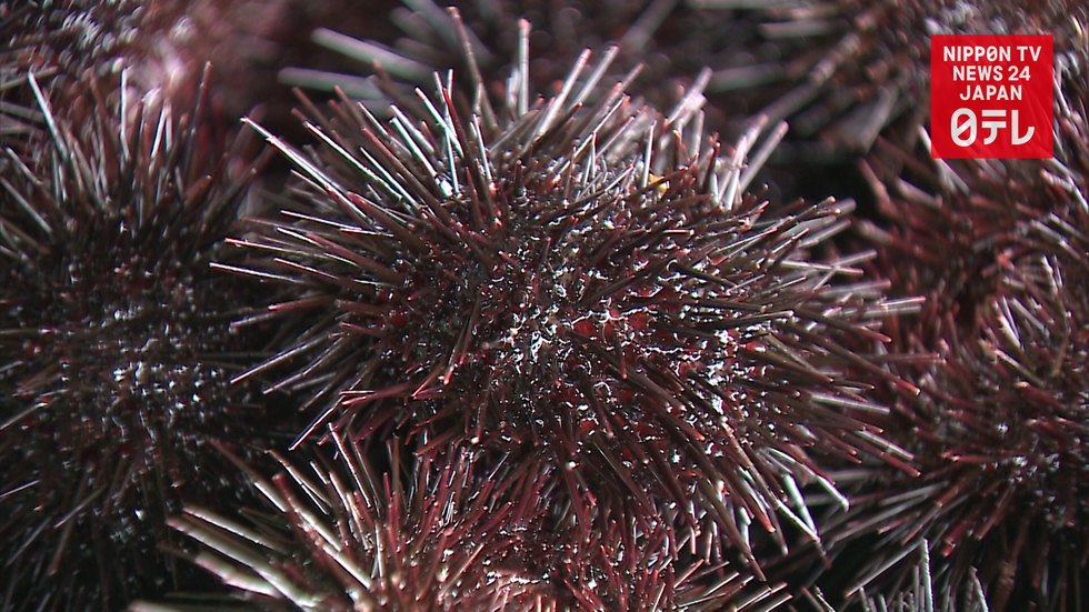 Sea urchin fishing begins in Iwate Prefecture