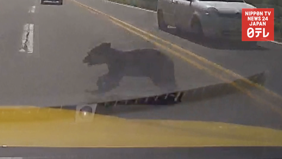 Car-bear collision caught on film  