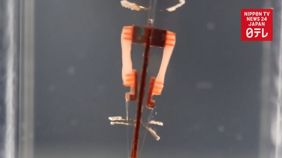 World's first biohybrid robots promise better artificial limbs 
