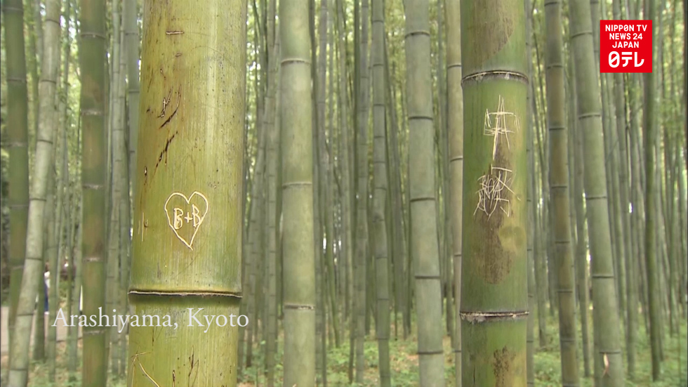 Kyoto's Arashiyama bamboo vandalized