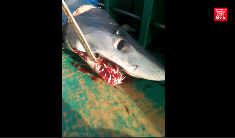 Fishermen capture huge shark off Chiba