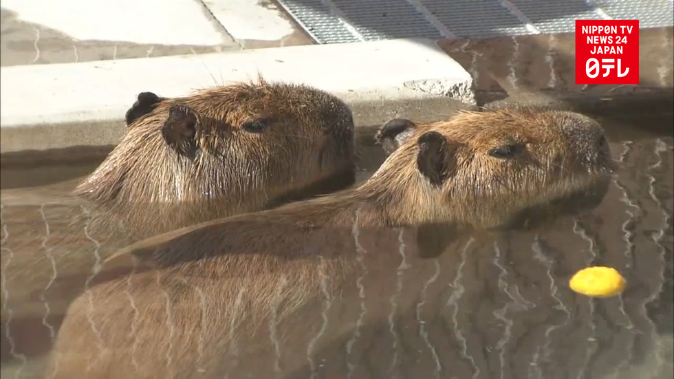 Capybaras keep warm in hot bath