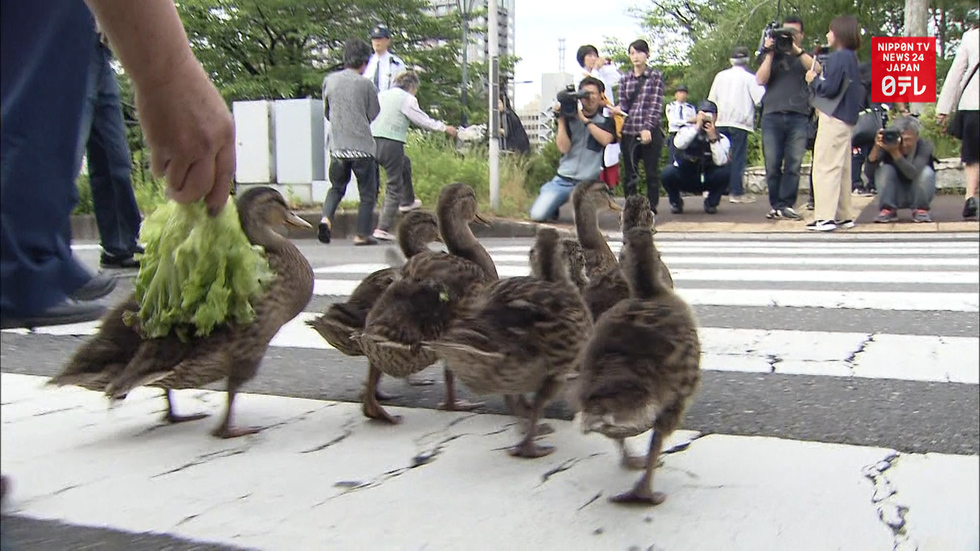 Ducklings journey to the river