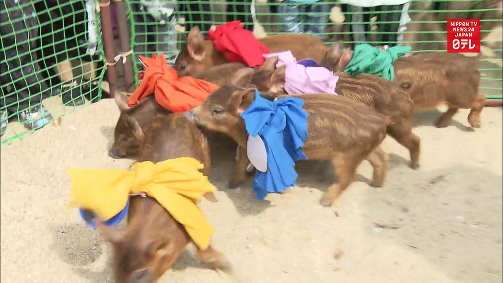 Boar-pig hybrid race