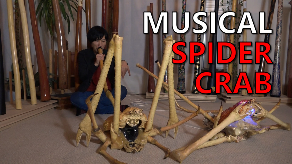 Crustacean music: playing a spider crab